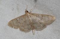 Patania ruralis