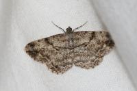 Peribatodes rhomboidaria rhomboidaria