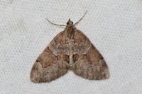 Thera obeliscata