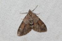 Thera obeliscata