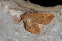 Sunira circellaris
