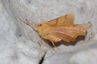 Ennomos erosaria
