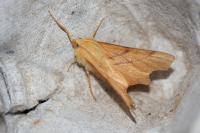 Ennomos erosaria
