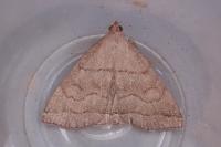 Herminia tarsicrinalis