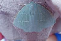 Hemistola chrysoprasaria