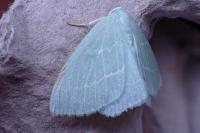 Hemistola chrysoprasaria