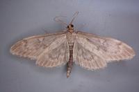 Anania lancealis