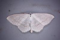 Scopula subpunctaria