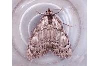 Meganola strigula