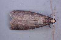 Salebriopsis albicilla