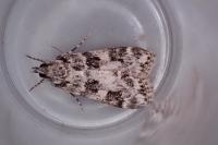 Eudonia delunella