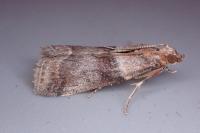 Acrobasis repandana