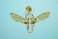 Acrobasis repandana