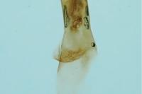 Acrobasis repandana