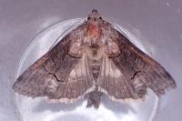 Abrostola asclepiadis