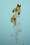 Abrostola asclepiadis
