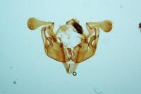 Hecatera bicolorata