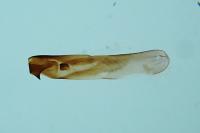 Hecatera bicolorata
