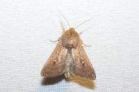 Mythimna albipuncta