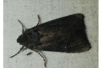 Aporophyla nigra