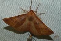 Colotois pennaria