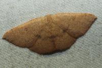 Cyclophora puppillaria