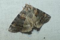Cymatophorina diluta