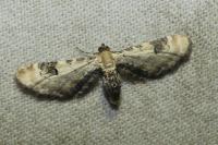 Eupithecia centaureata