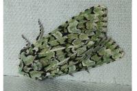 Griposia aprilina