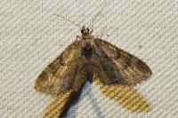 Gymnoscelis rufifasciata