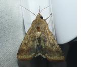 Helicoverpa armigera