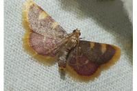 Hypsopygia costalis