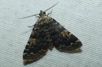 Idia calvaria