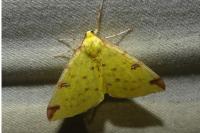 Opisthograptis luteolata