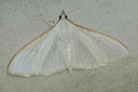 Palpita vitrealis