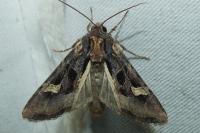 Trigonophora jodea