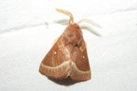 Lasiocampa trifolii trifolii