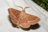 Lasiocampa trifolii trifolii