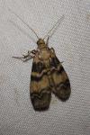 Euzophera pinguis