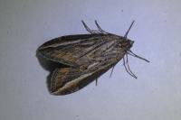 Chesias legatella