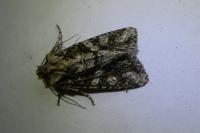 Dryobotodes eremita