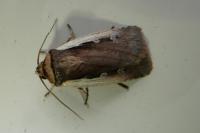 Ochropleura plecta