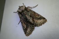 Allophyes oxyacanthae