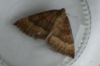 Larentia clavaria