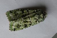 Griposia aprilina
