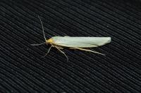 Eilema caniola