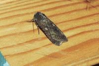 Peridroma saucia