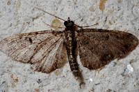 Eupithecia vulgata