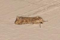 Spodoptera exigua