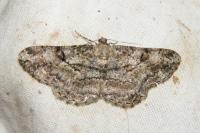 Peribatodes rhomboidaria rhomboidaria